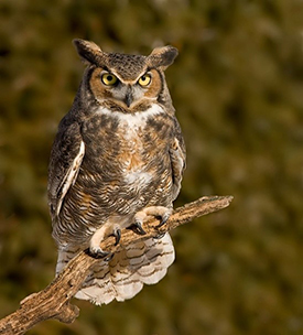 Great Horned Owl, perched on a branch
