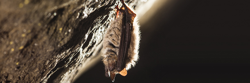 A bat, suspended on the ceiling of a cave