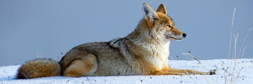 A coyote resting on the snow