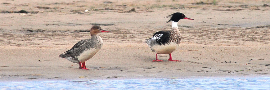 Harle huppé mâle et femelle sur la plage