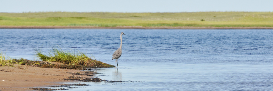 A bird in the lagoon