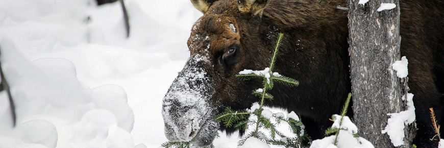 A moose in the snow