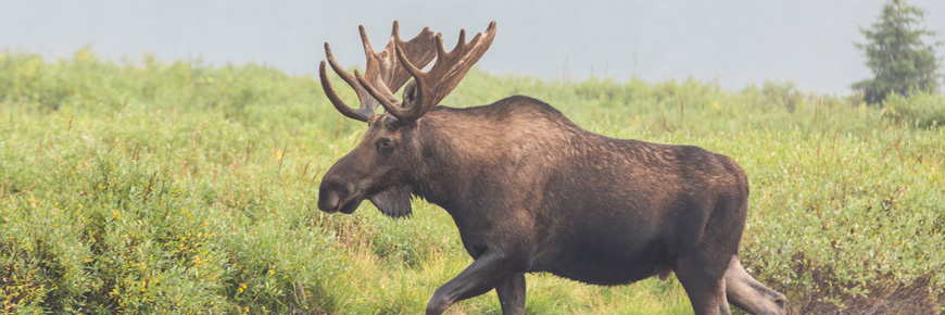 Moose - Kouchibouguac National Park