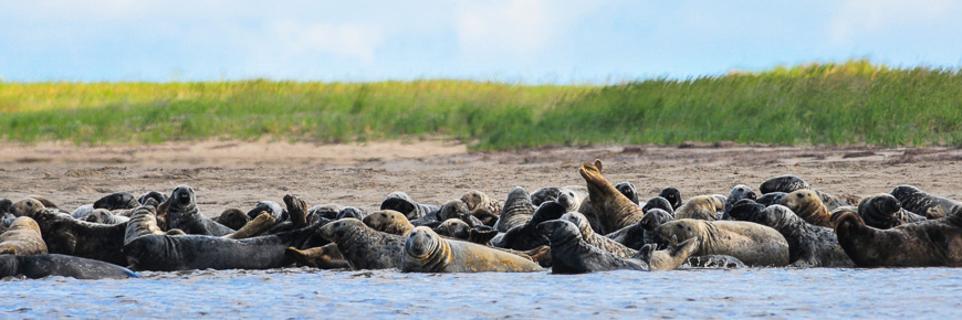 A herd of seals on a beach
