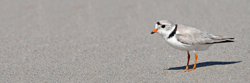 A Piping Plover on a beach
