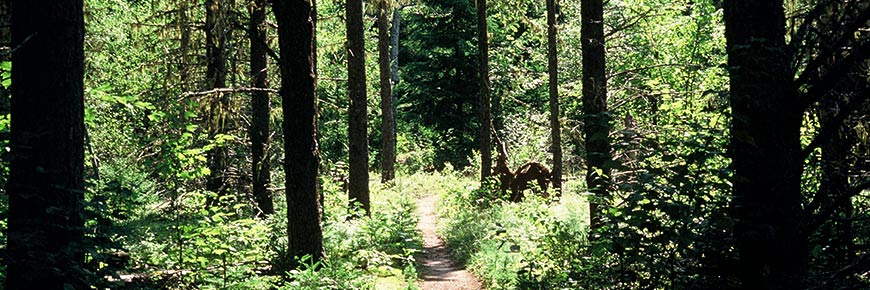 Osprey trail