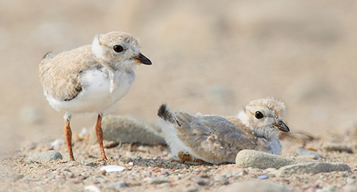 Two Pipping Plovers on the beach