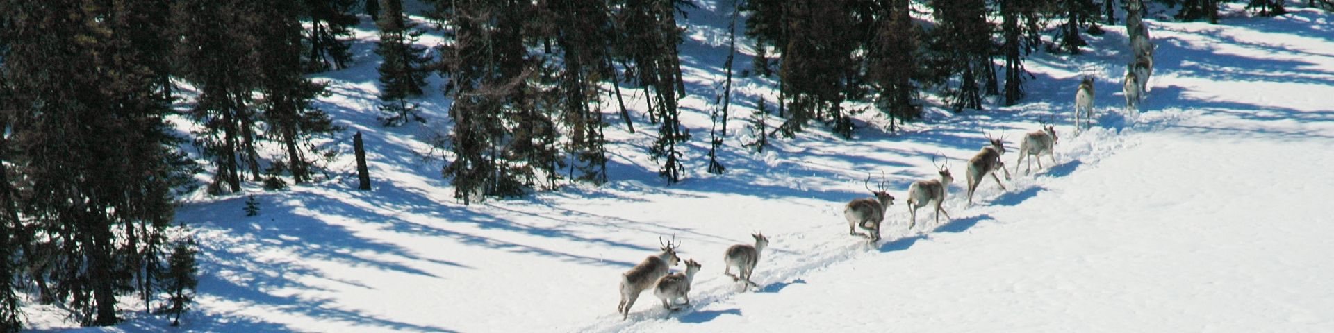 A group of caribou run in the snow at Akami-Uapishkᵁ-KakKasuak-Mealy Mountains National Park Reserve