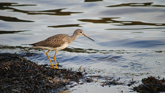 a greater yellowlegs standing in shallow water