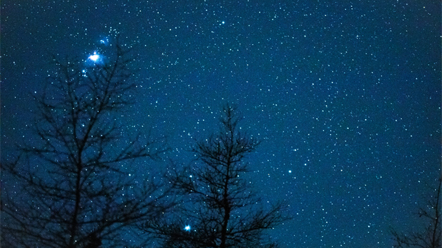 a blue, starry sky with some silhouette trees 