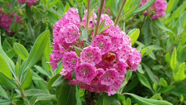 a close-up of a pink flower
