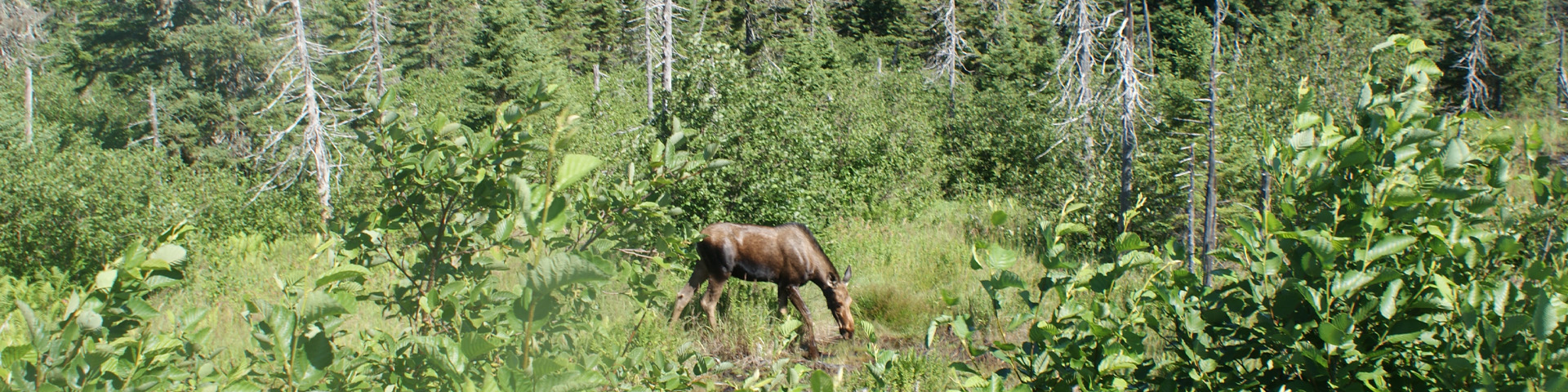 a moose eating in a forest