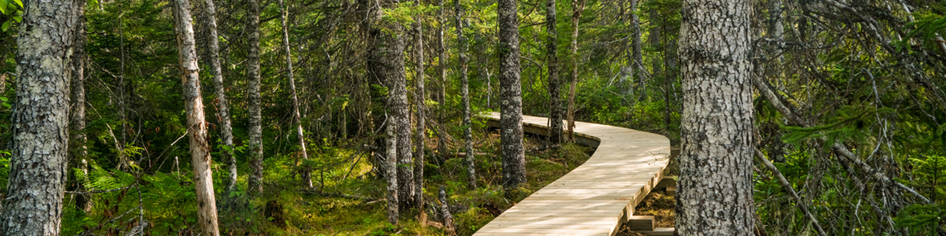 a wooden boardwalk winding through a forest.