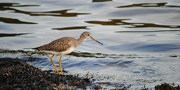 a greater yellowlegs standing in shallow water