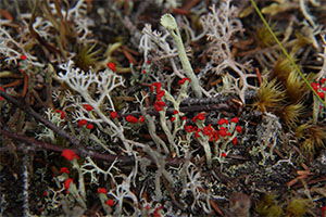 un gros plan de différentes sortes de lichen