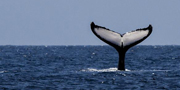 une queue de baleine sortant de l'eau
