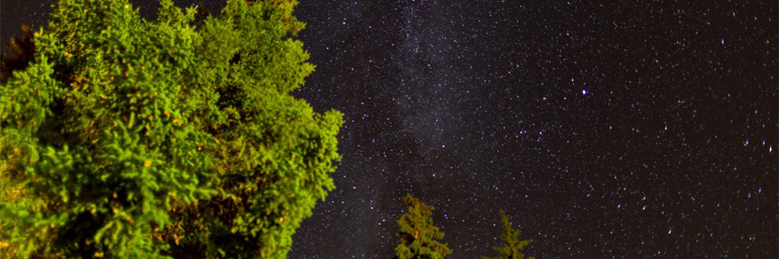 starry sky with a tree in the left foreground