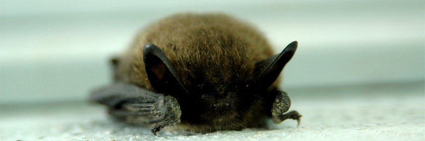 a Little Brown Bat