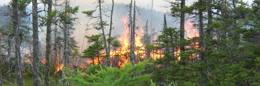 Une zone d'arbres brûlés