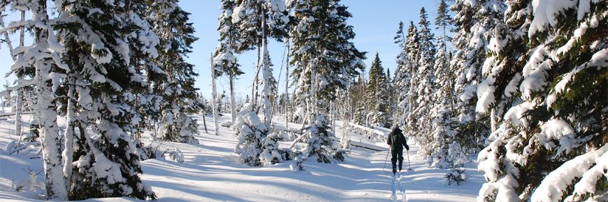 person skiing on snow-covered trail through snow-covered evergreen trees 