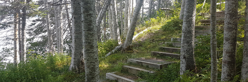 a set of stairs among tall trees