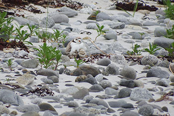 A piping plover nest with parent and chicks at St. Catherine's beach.