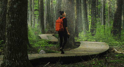 Une personne seule fait une randonnée dans une forêt de pruche.