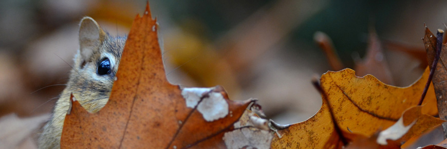 Un écureuil se cache en arrière des feuilles d'automne.