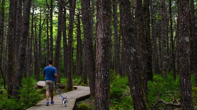 Un homme se promène avec son chien sur le sentier « Hemlocks and Hardwoods » à Kejimkujik.