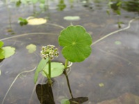 Water-pennywort and flower