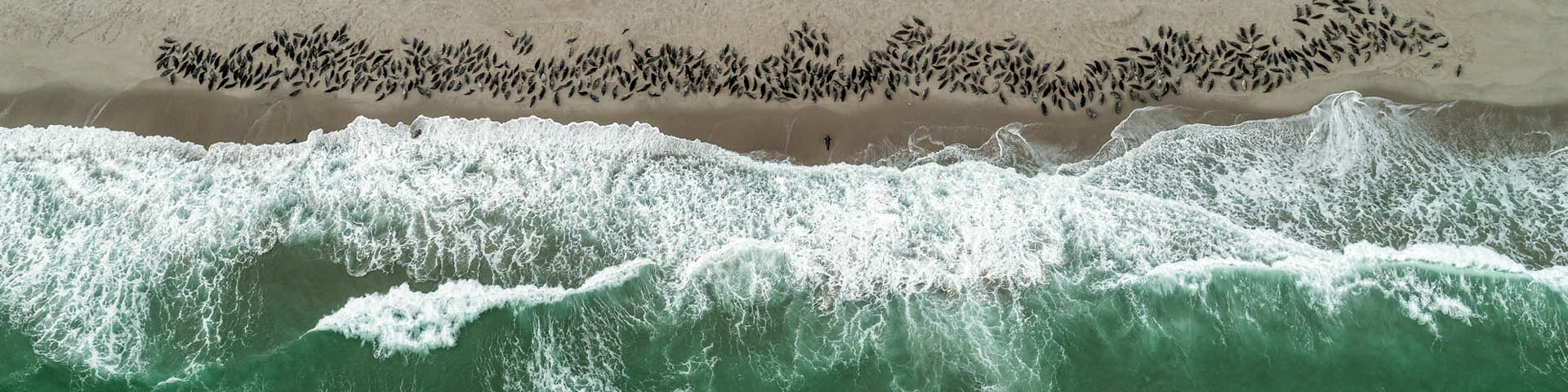 Photographie aérienne montrant des centaines de phoques rassemblés sur la plage sablonneuse tandis que les vagues se fracassent sur la rive près d'eux.