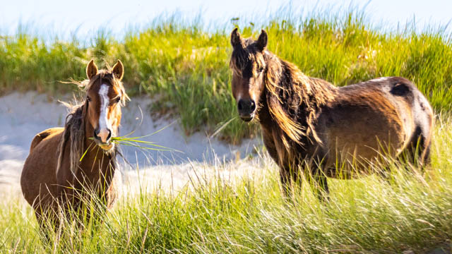 Deux chevaux sauvages qui broutent de l’herbe.