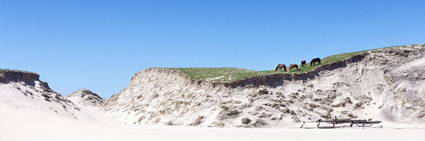 Horses on the steep dunes of Sable Island National Park Reserve.