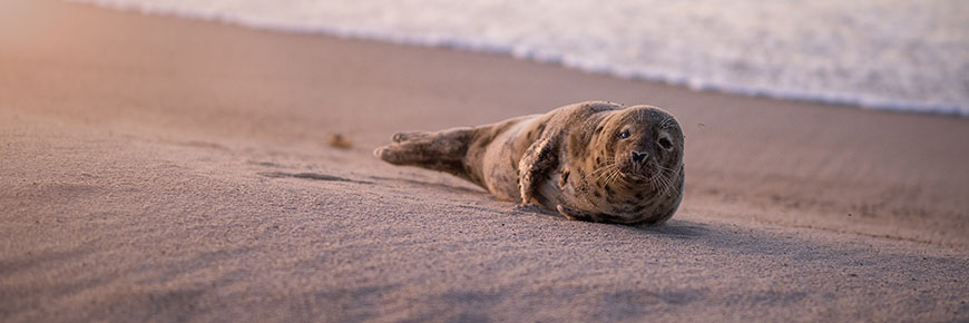 Seal at Sable Island National Park Reserve.