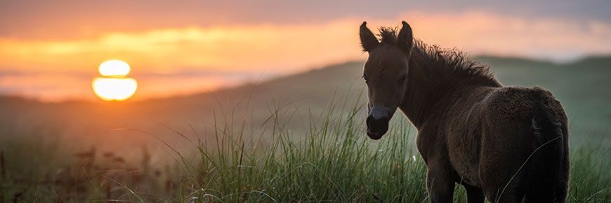A Sable Island horse walks through marram grass at dusk, turned back to face the camera.