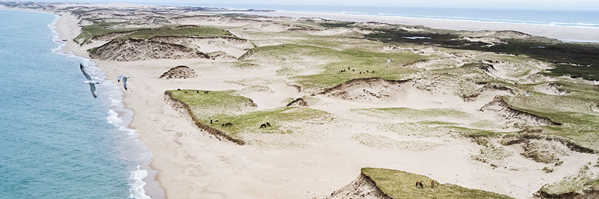 An aerial view of Sable Island, displaying the marram grass, sandy dunes, and coastline.