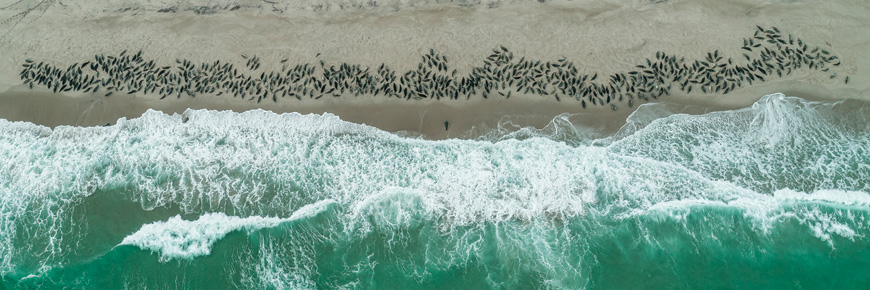 Photographie aérienne montrant des centaines de phoques rassemblés sur la plage sablonneuse tandis que les vagues se fracassent sur la rive près d'eux.
