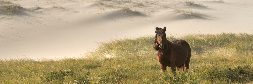 Horse on sand dune