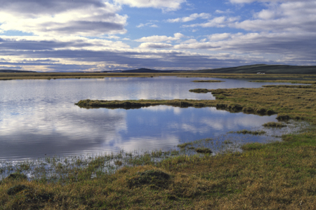 Tundra Wetland
