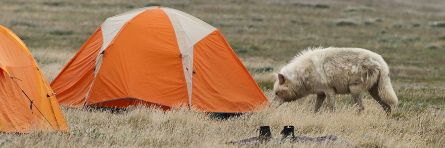 Wolf sniffing tent - Photo: Parks Canada / Jay Frandsen