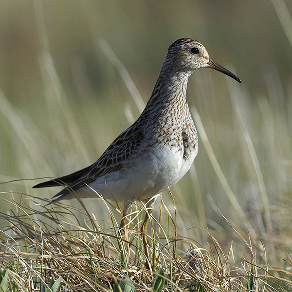 Regional birds - Aulavik National Park