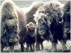 A group a muskox brace themselves against cold arctic winds.