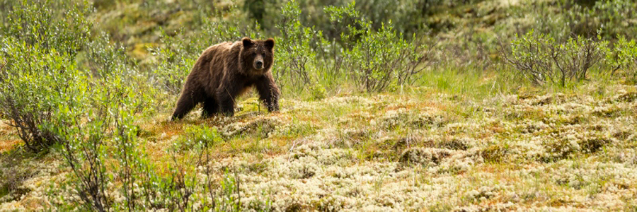 You Are in Bear Country - Nááts'įhch'oh National Park Reserve