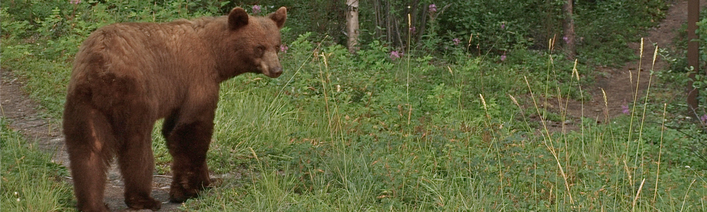 Bears - Nahanni National Park Reserve