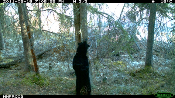 Ours noir se grattant contre un arbre 1