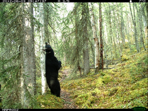 Black Bear on rub tree 