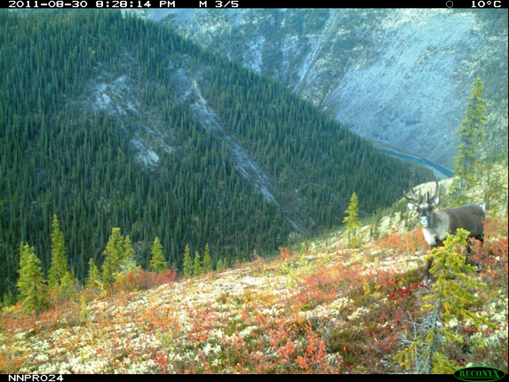 Caribou mâle sur une montagne