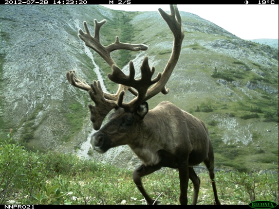 Bull Caribou with velvet on antlers