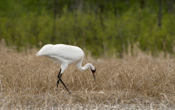 Whooping Crane at nest 