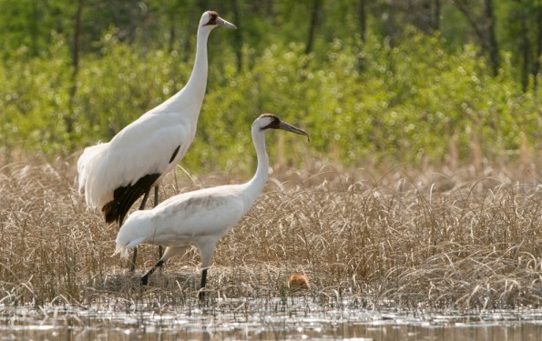 A pair of Whooping Cranes 